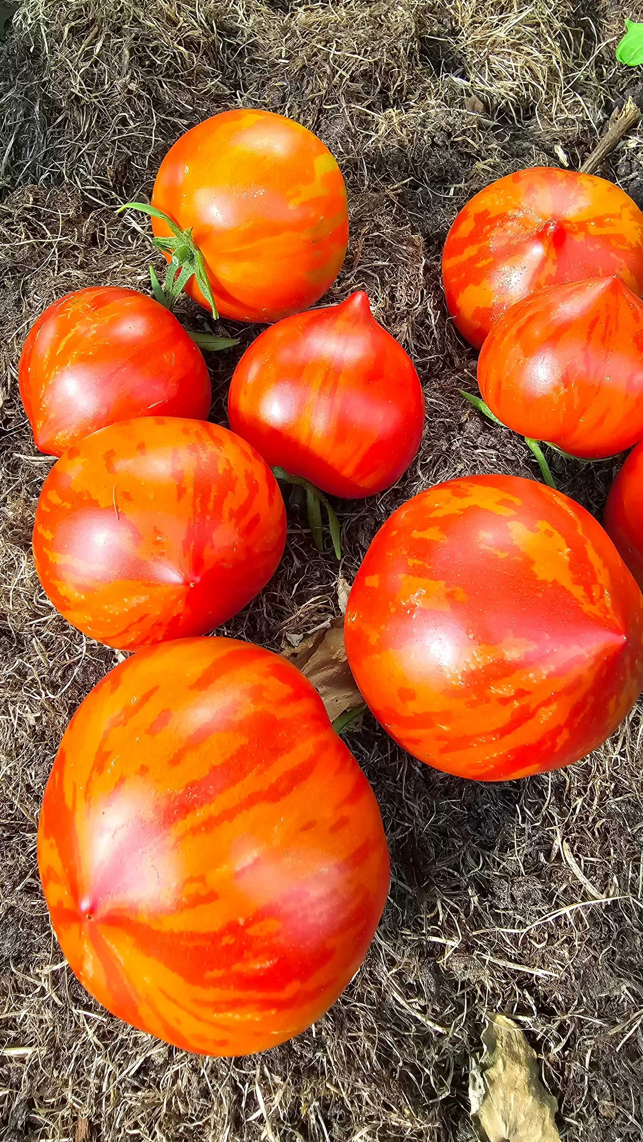 Гном Гэндальф