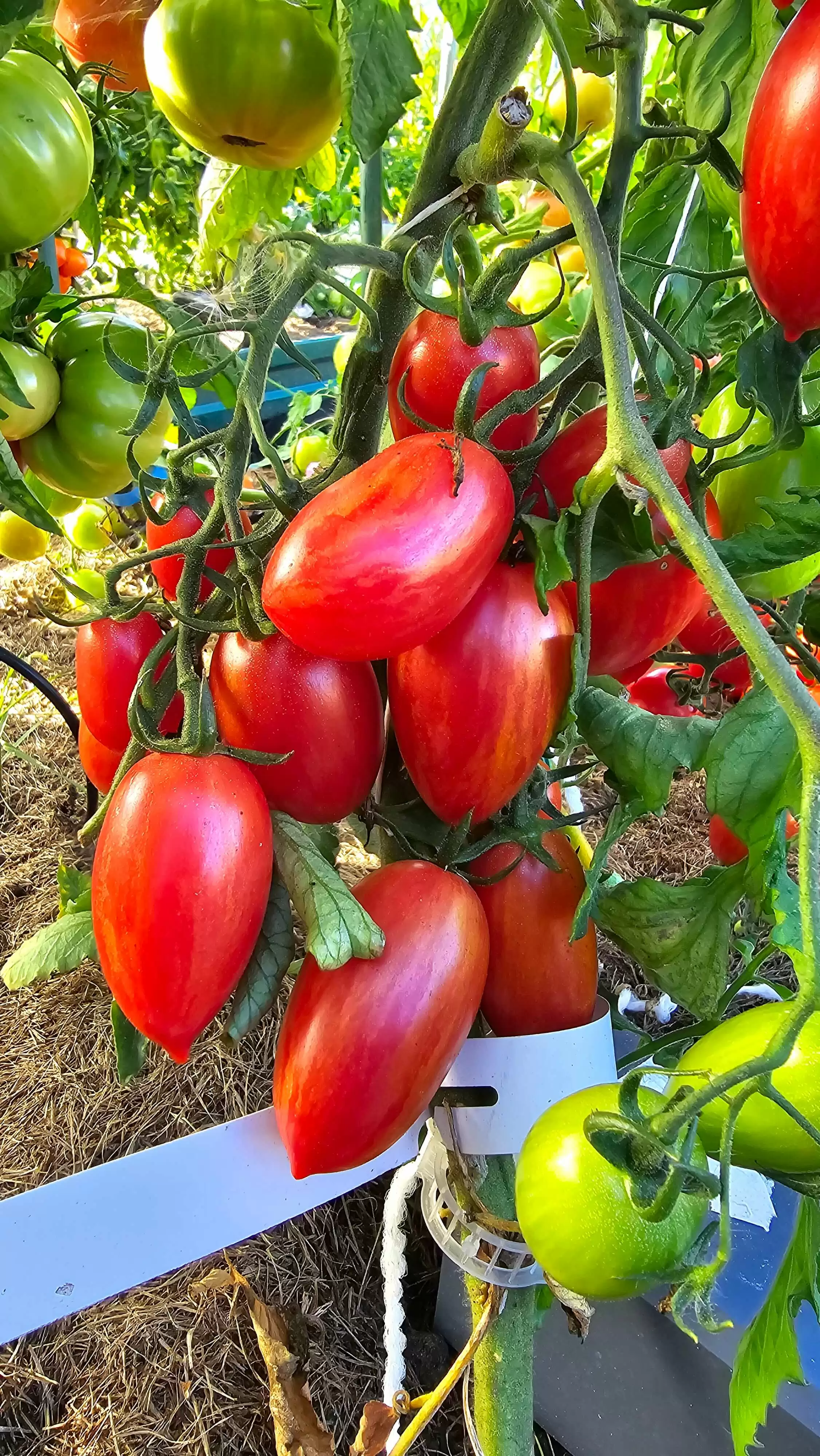 Маглия роза