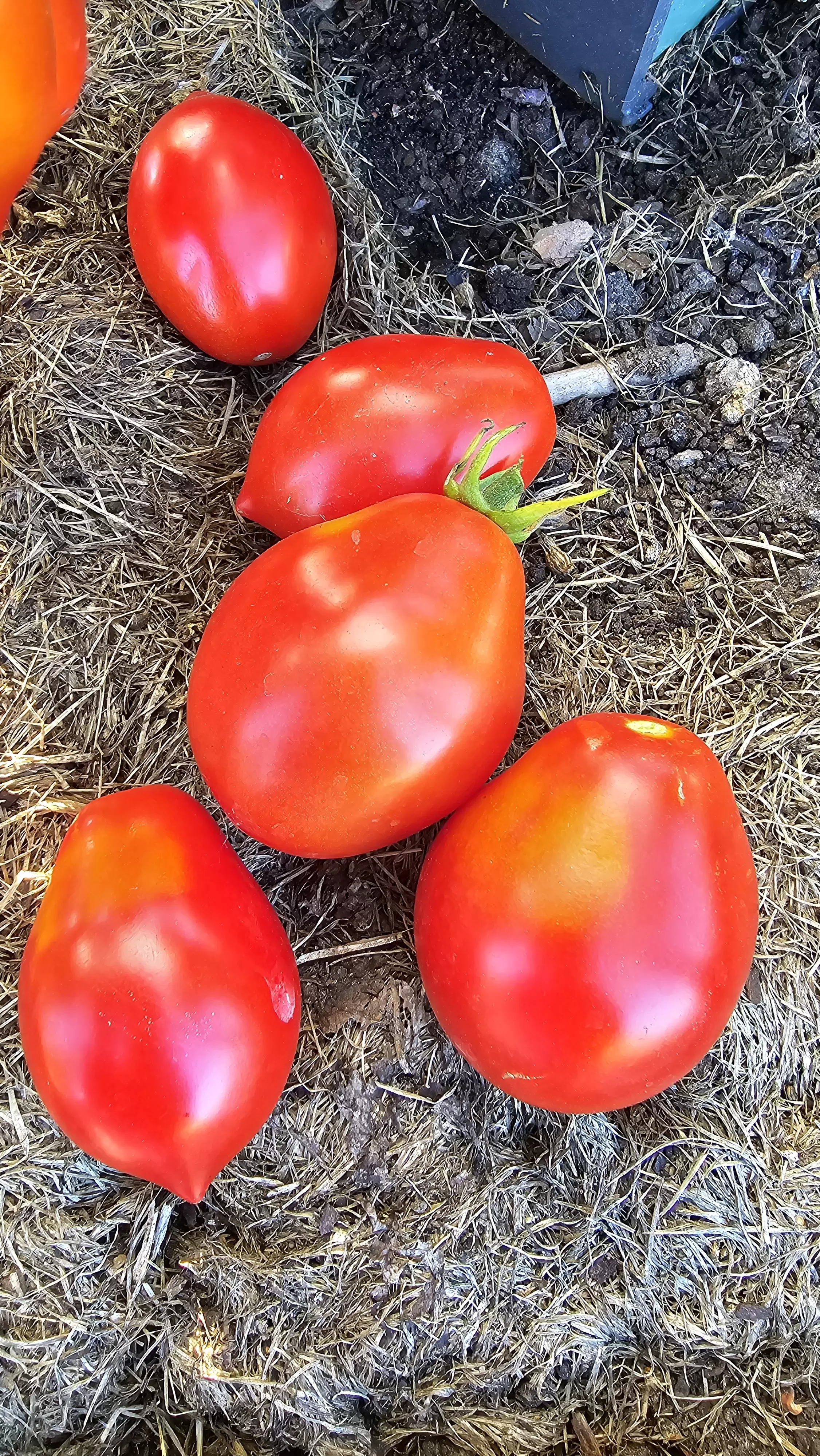 Весенняя капель