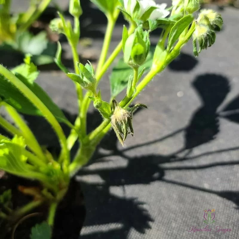 долгоносик photo_2021-05-28_23-09-28.jpg